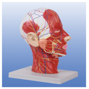 Head and neck neurovascular model